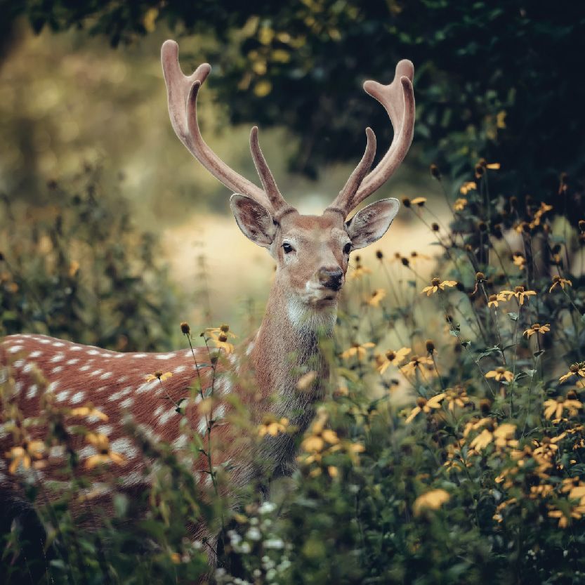 Deer Antler Velvet Extract