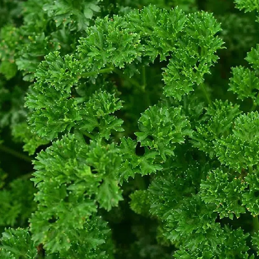 Parsley Extract Spray-Dried Powder