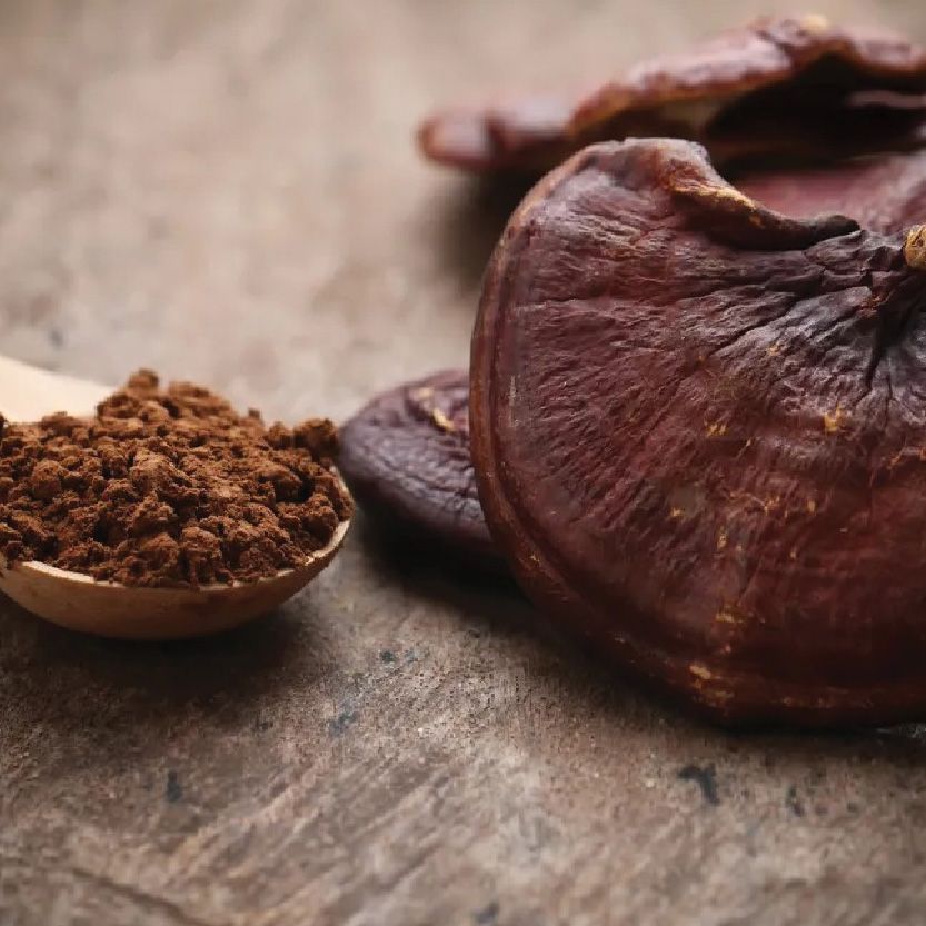 Reishi Extract Spray-Dried Powder