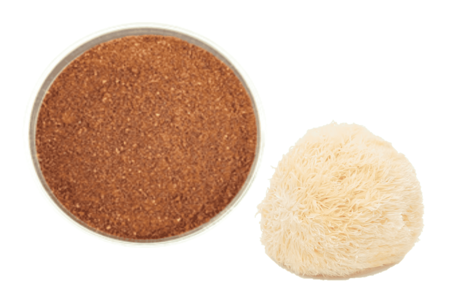 Yamabushitake Mushroom Extract Powder